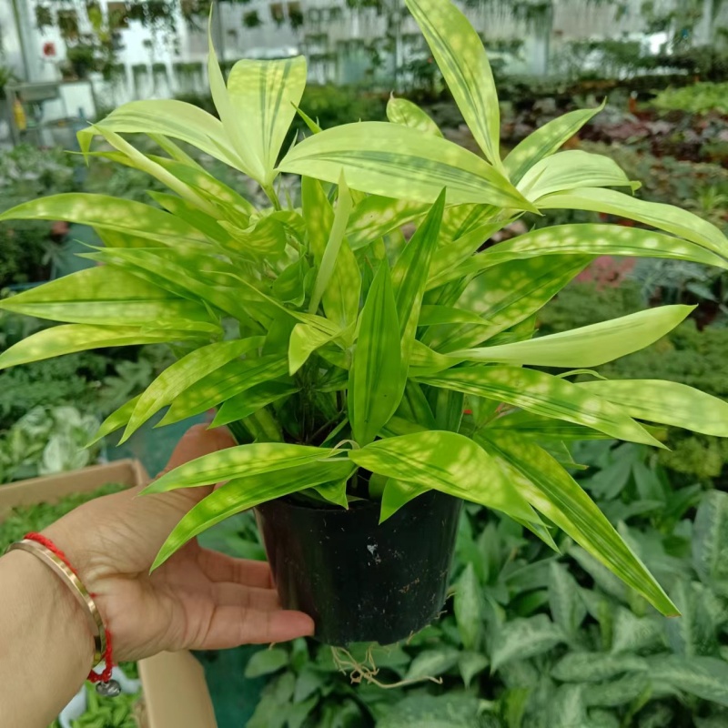 星点木彩叶木七彩木洒金木变色木榕金树盆栽花卉多年生耐热耐寒