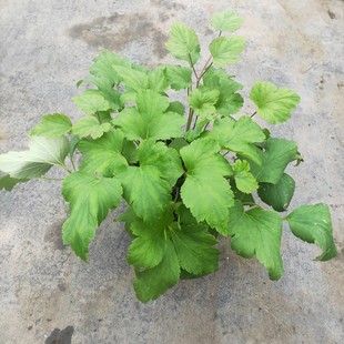 野棉花秋牡丹盆栽花卉打破碗花苗庭院阳台花宿根植物耐寒热多年生