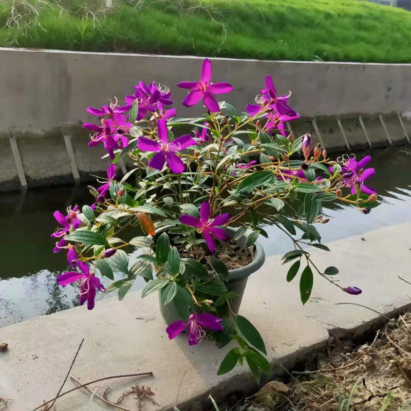 紫牡丹四季庭院阳台绿植花卉盆栽木本植物常绿灌木带花原土发包邮