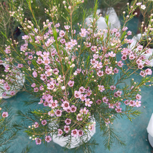 粉色进口澳洲腊梅寒梅庭院阳台多年生花卉松雪梅耐寒花期久包邮