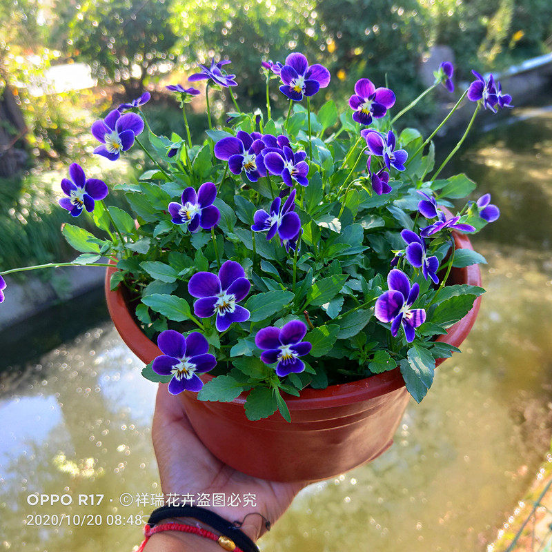 现货新款小兔子角堇盆栽三色堇庭院阳台耐寒花期较长冬季露天花,鲜花速递/花卉仿真/绿植园艺,时令草本花卉,淘宝优惠券,粉丝福利购,淘宝优惠卷