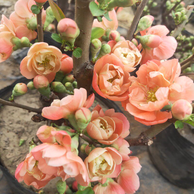 木本海棠花长寿乐带花矮庄老苗四季循环开花庭院阳台花卉花镜植物