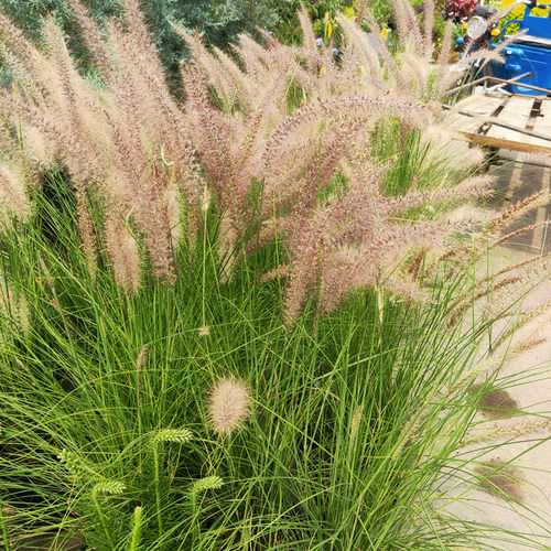 新款羽绒狼尾草盆栽庭院