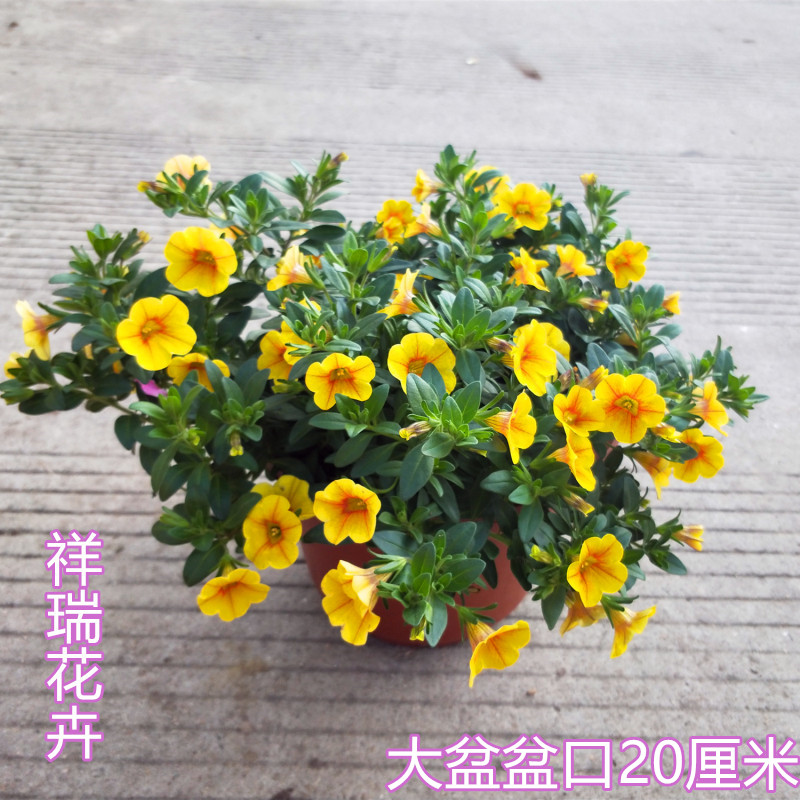 舞春花阳台庭院四季矮牵牛包邮