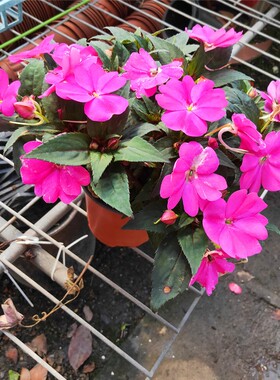 四季花卉凤仙花指甲花植物绿色染料健康又亮丽垂吊盆栽带花包邮