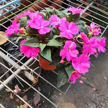 四季花卉凤仙花指甲花植物绿色染料健康又亮丽垂吊盆栽带花包邮