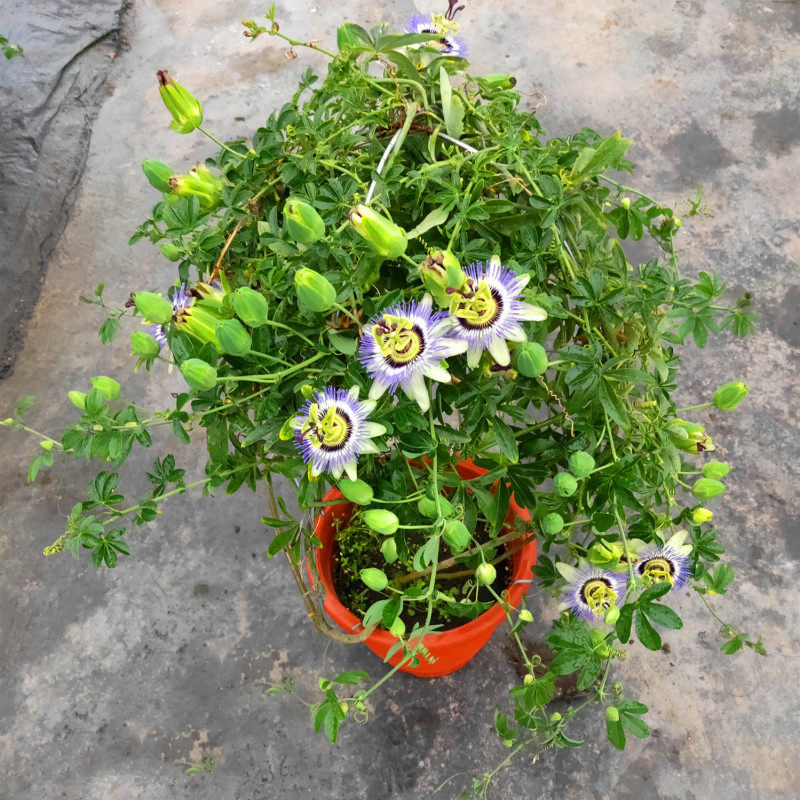 进口西番莲庭院阳台爬藤植物观花观果带花发货成品大苗易活包邮