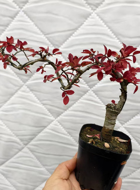 红色造型榆树四季好养耐寒花卉室内阳台盆栽适合新手小白红叶植物