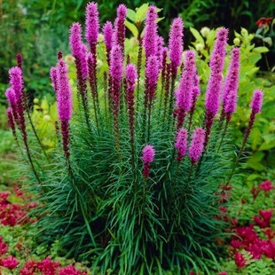 蛇鞭菊成品大苗盆栽带花多年生花镜宿根植物花园阳台耐热耐寒花卉