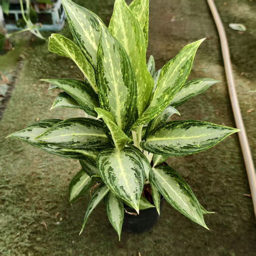 新品成品黑豹万年青盆栽大叶植物多年生室内办公桌银叶花叶蝴蝶