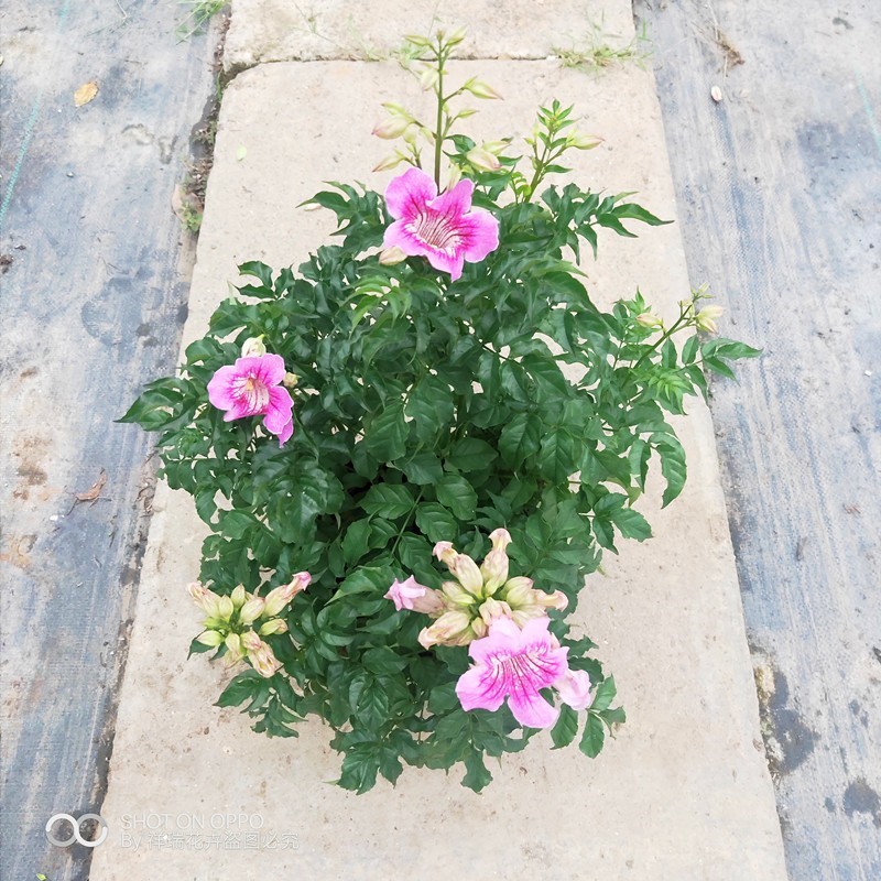 绿植凌霄花阳台庭院地栽包邮