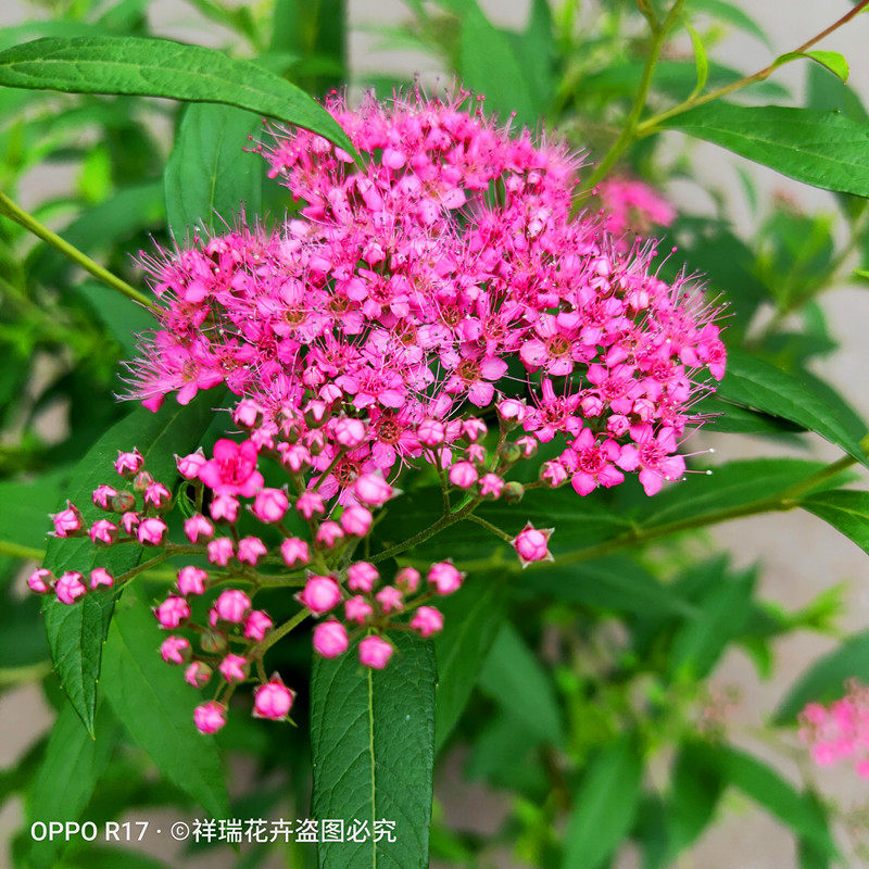 祥瑞花卉新款金山绣线菊灌木多年生花镜植物金焰绣线菊盆栽大苗