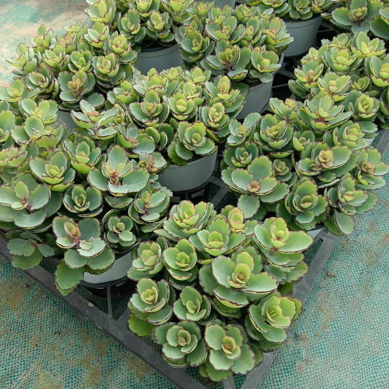 锦绣牡丹贝壳多肉植物植