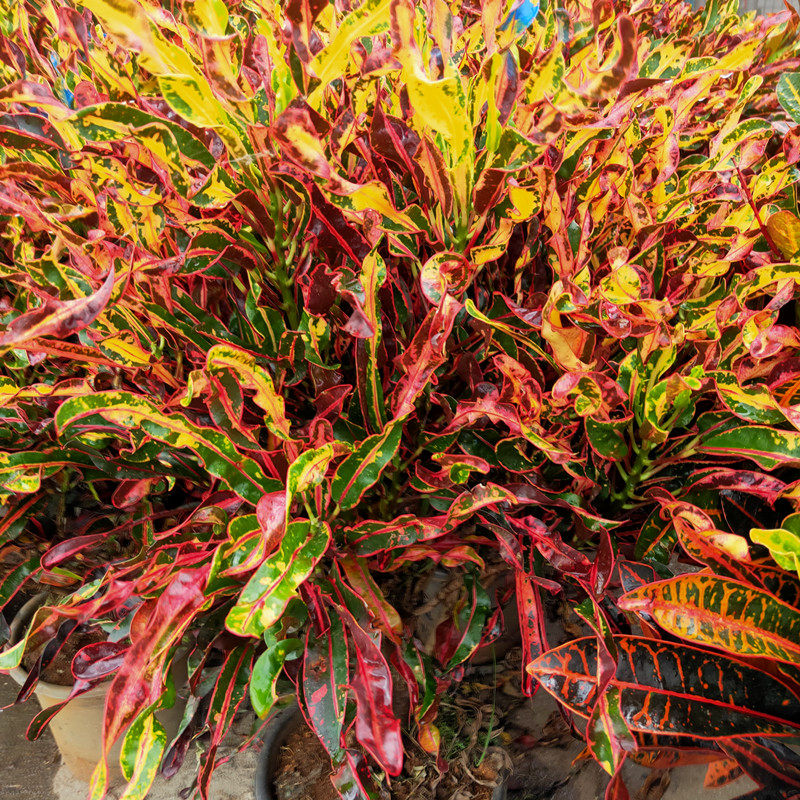 彩叶木七彩木洒金木变色木榕金树盆栽花卉净化空气室内外观叶绿植