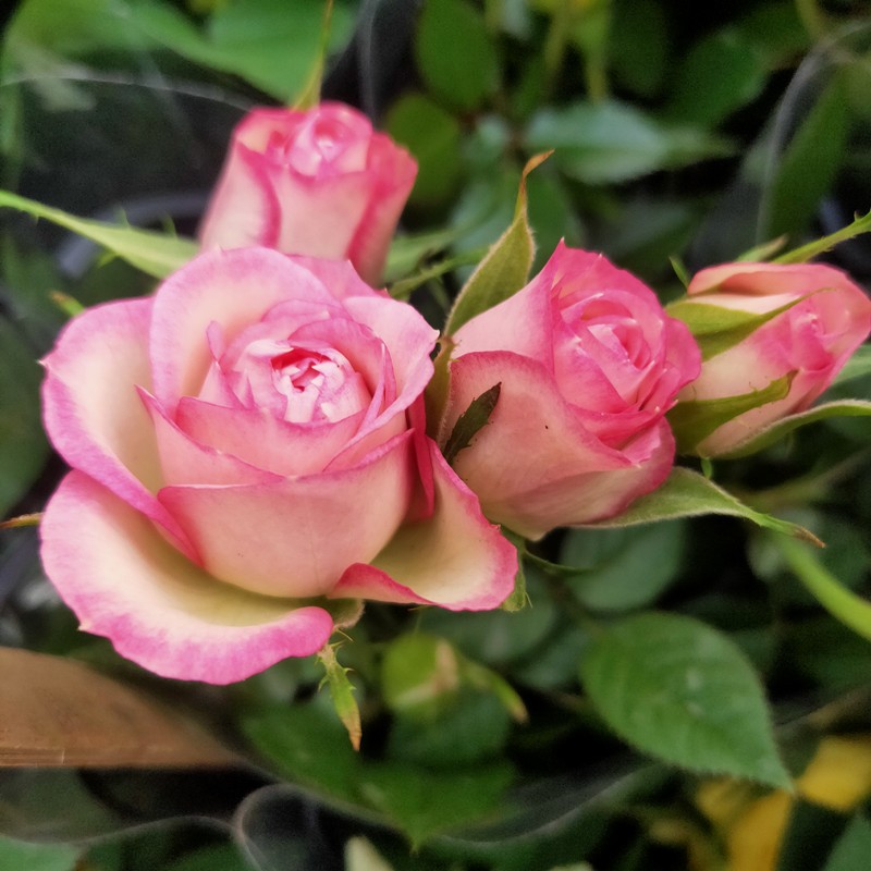 庭院祥瑞花卉四季开花欧月玫瑰花