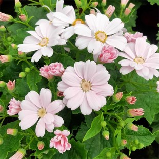 瓜叶菊花期长成品盆栽大苗带花好养喜光蓝红白紫庭院阳台花卉易爆