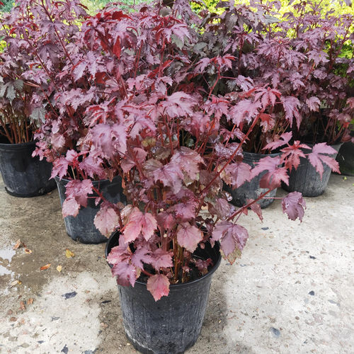 枫叶芙蓉盆栽花卉多年生大苗庭院