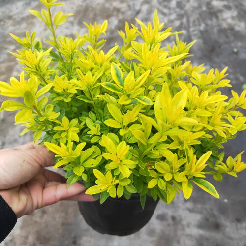 黄金素馨花成品盆栽大苗开黄花