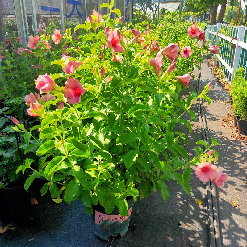 紫蝉黄蝉花趣味成品大花木本植物带花庭院阳台耐热多年生四季盆栽