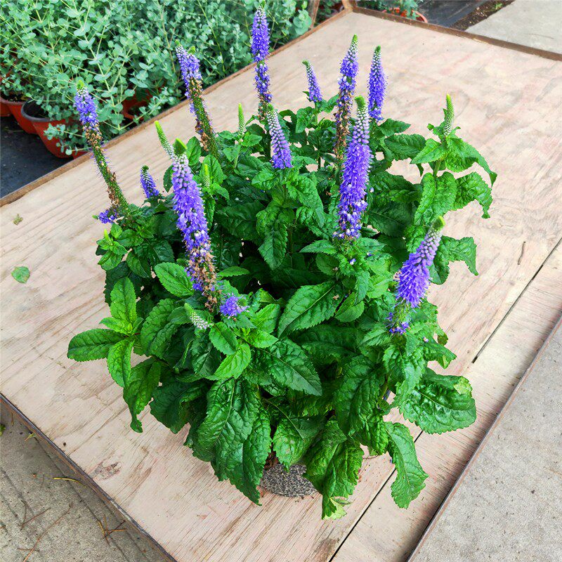 穗花婆婆纳趣味大盆阳台庭院带花苞植物室外花园花镜多年生宿根