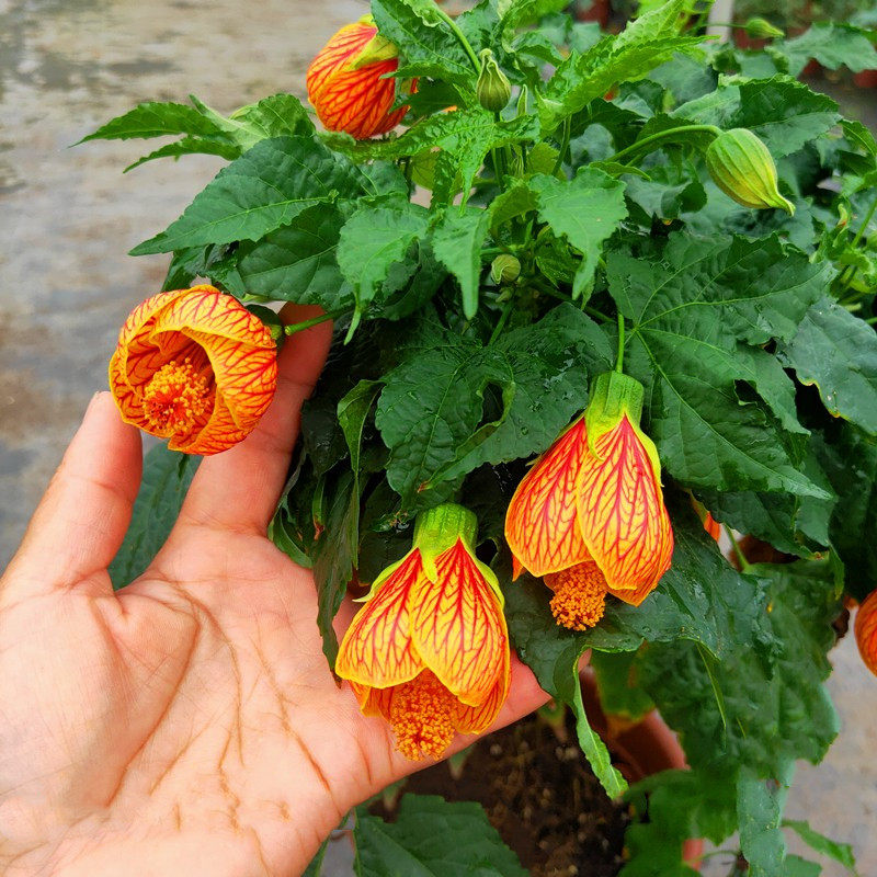 灯笼树新款祥瑞花卉花木本植物庭院倒挂金钟花苗阳台花园四季花