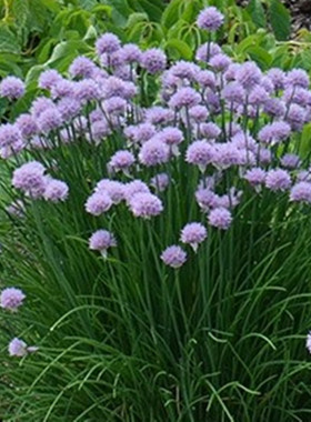 虾夷葱成品大苗盆栽开紫色花可驱蚊可食用庭院花园花镜植物多年生