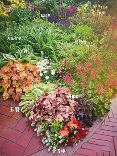 祥瑞花卉地被花园花镜植物大集合过路黄中华景天佛甲草耐热耐寒花