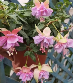 迷你祥瑞白壳大盆阳台书房常绿灯笼花倒挂金钟吊钟花花卉带花包邮