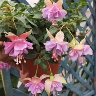 倒挂金钟吊钟花花卉带花包邮