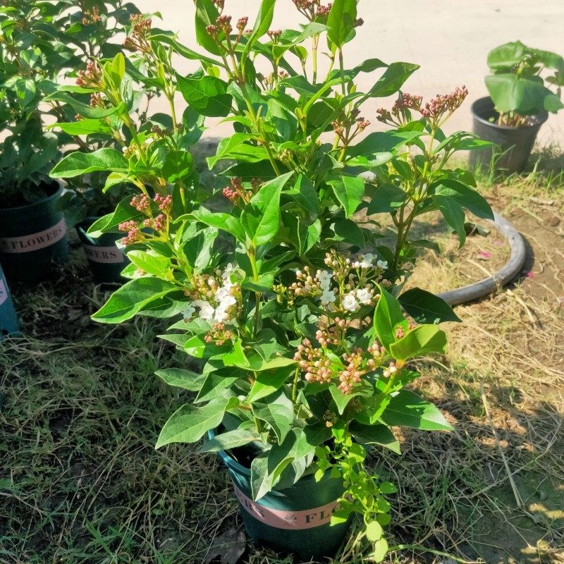 地中海成品花苗盆栽带花苞