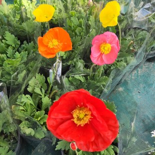 进口大花成品冰岛虞美人花苗盆栽带花苞花园庭院花镜植物喜阳耐晒
