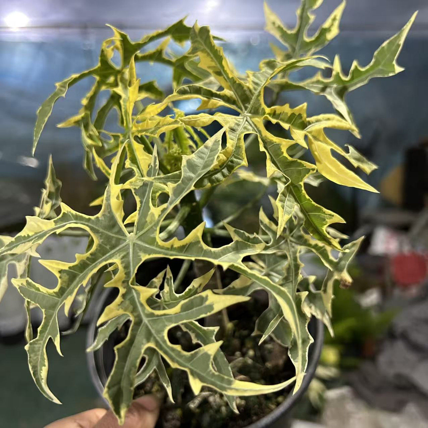 成品稀有锦化植物盆栽树菠菜锦老庄岚枫锦室内观叶花多年生带造型