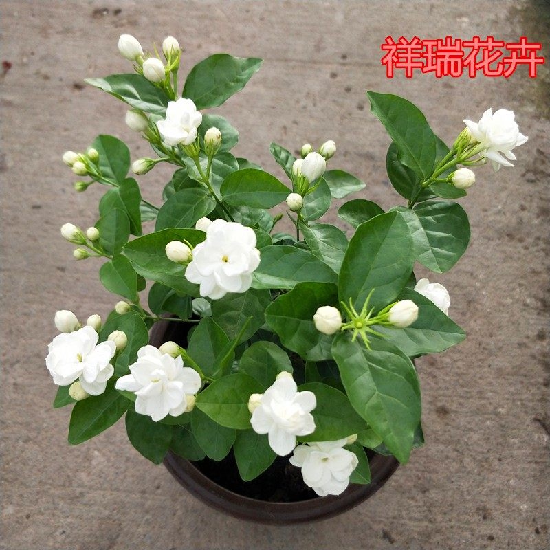 双色茉莉鸳鸯花书房阳台庭院盆栽花卉绿植四季老根带花苞木本植物