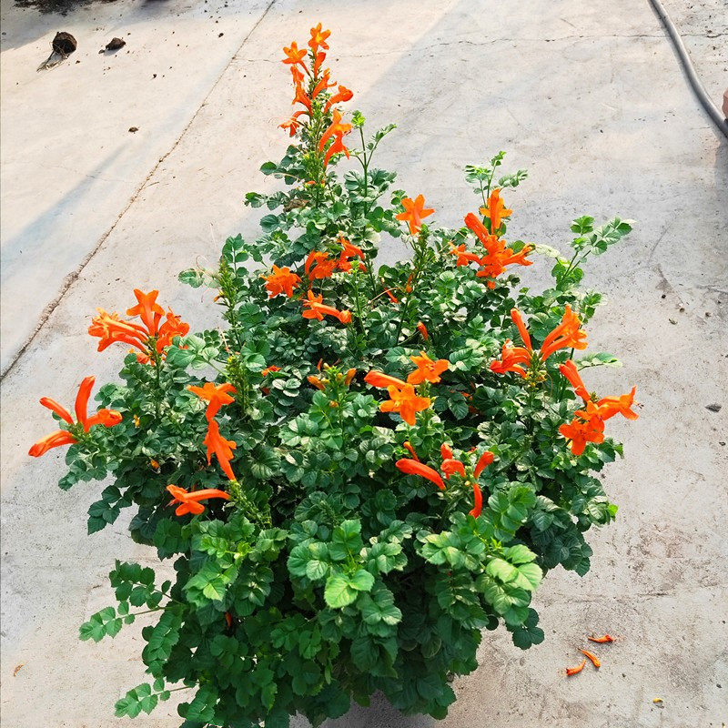 凌霄花橙色粉色夏季爬藤植物多年生盆栽庭院阳台花卉绿植带花包邮