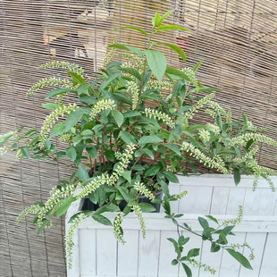 成品盆栽弗森虎耳荷兰鼠刺南美鼠刺花园阳台彩叶灌木耐寒多年生