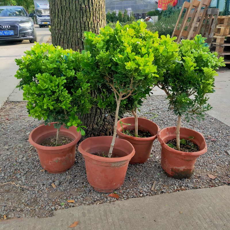 庭院植物四季美观庭院阳台怡人