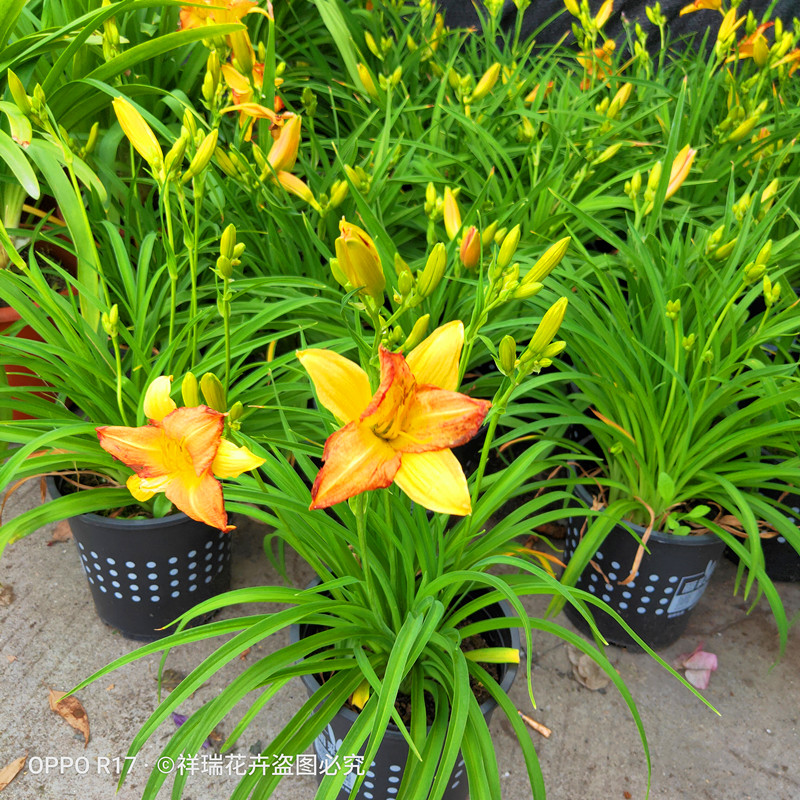 宿根大花萱草黄花菜忘忧草耐寒花卉金娃娃地被植物盆栽包邮多年生