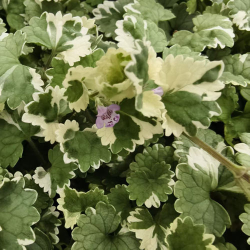 成品盆栽花叶活血丹四季植物花卉植物易成活阳台庭院花卉好养常青