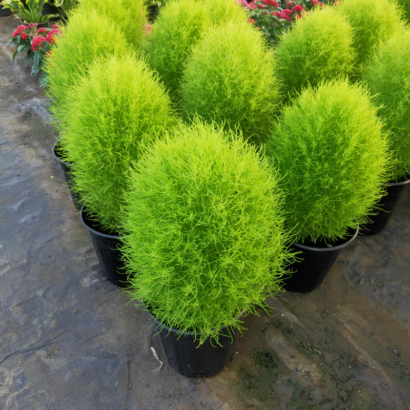 孔雀松盆栽成品大苗地肤草花卉