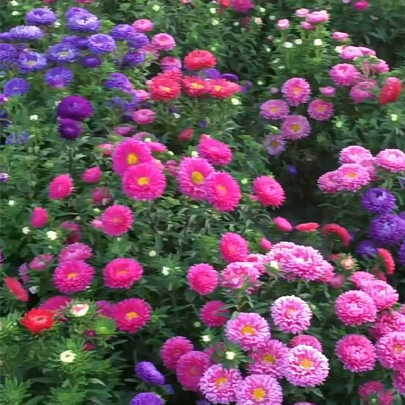 翠菊成品盆栽花苗多年生爆花复花