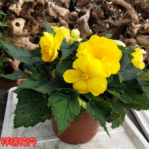 趣味成品大苗维多利亚海棠带花