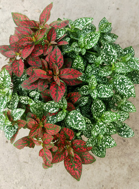 嫣红蔓庭院书房育苗新款绿色花苗室内阳台花园调色板四季如画花叶