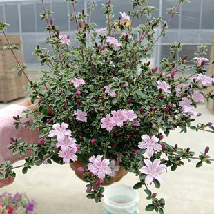 成品盆栽红花白花金边六月雪多年生木本植物花期长好养易活耐热