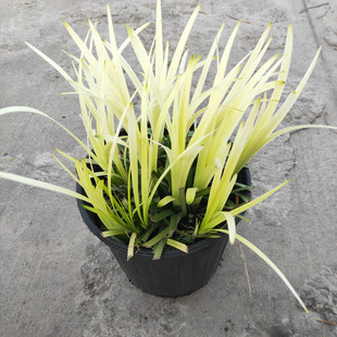 英国山麦冬纯金啤酒成品大苗盆栽多年生沿阶草花镜地被四季常绿花