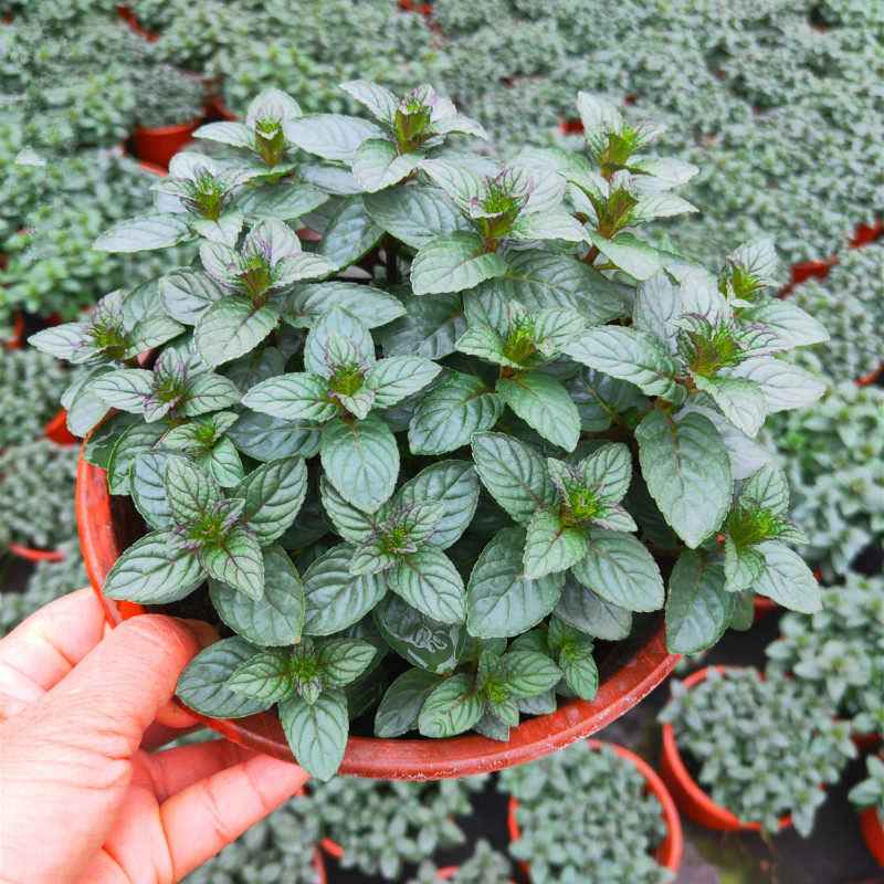 牛至罗勒百里香迷迭香薄荷香草香料庭院阳台绿植盆栽花卉好养包邮