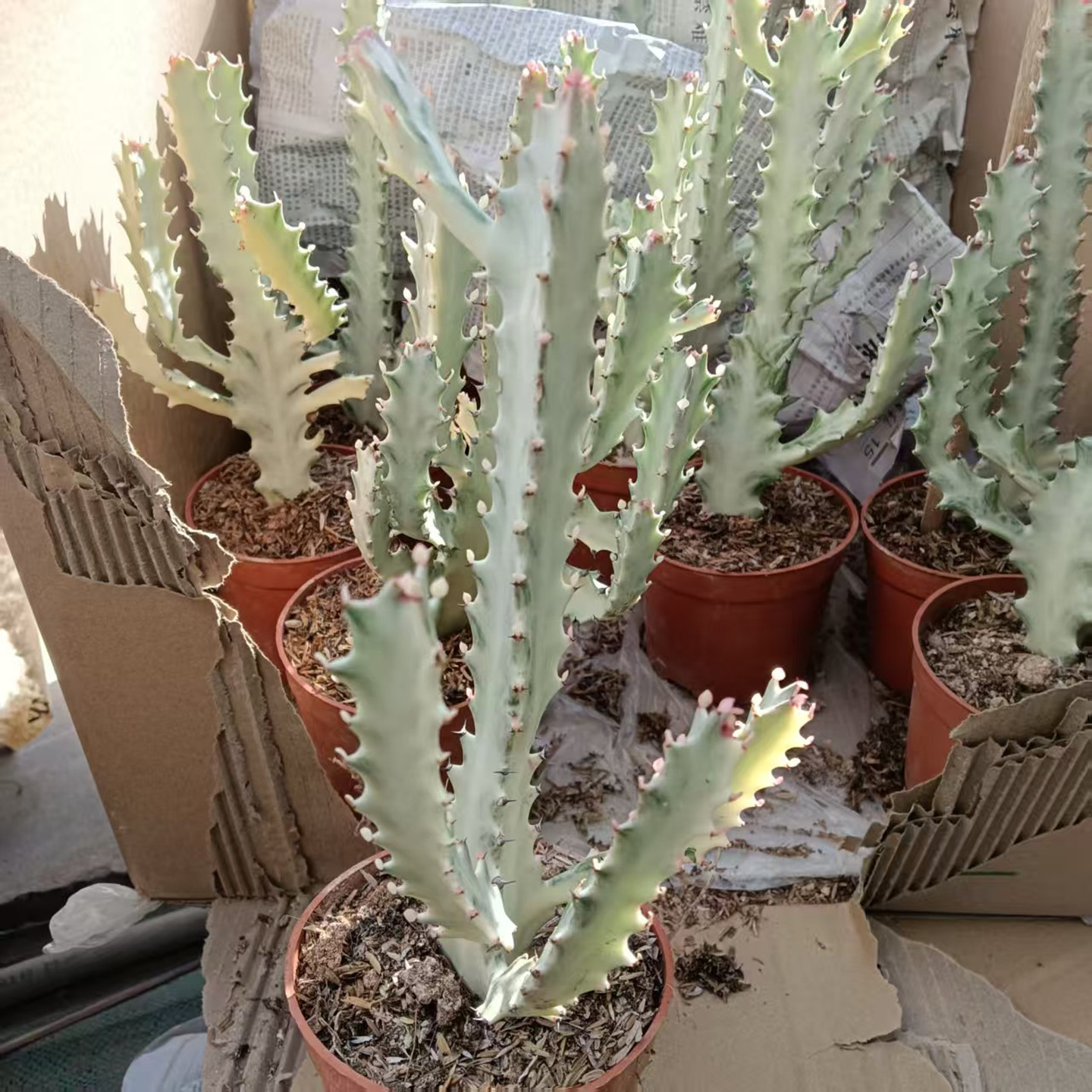 白角麒麟盆栽龙骨盆景室内