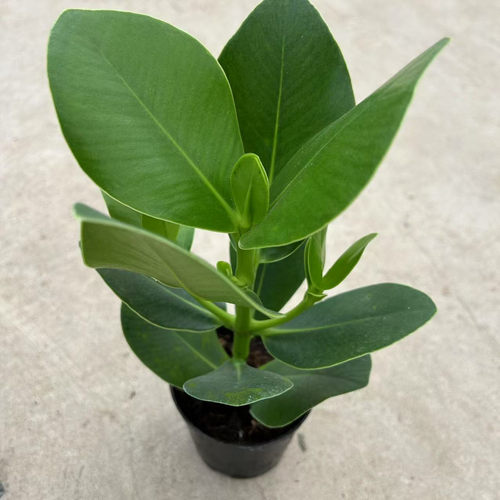 签名树新品盆栽室内阳台客厅大叶绿叶植物好养耐热木本花卉
