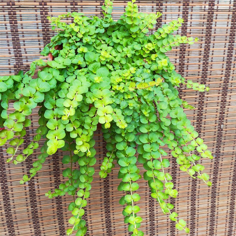 黄金花园匍匐垂吊植物包邮地被