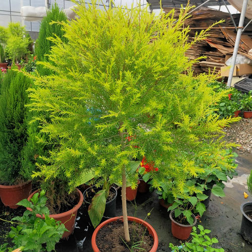 绿植独杆大苗庭院包邮黄金香柳