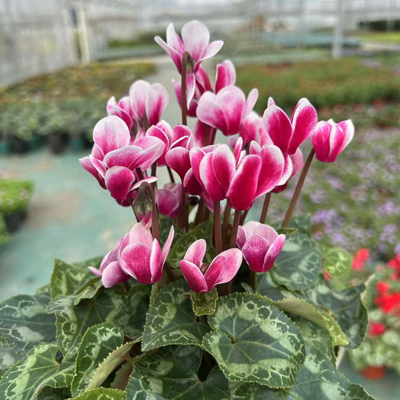 成品盆栽兔耳朵仙客来花苗带花多年生球根植物阳台庭院观花植物香